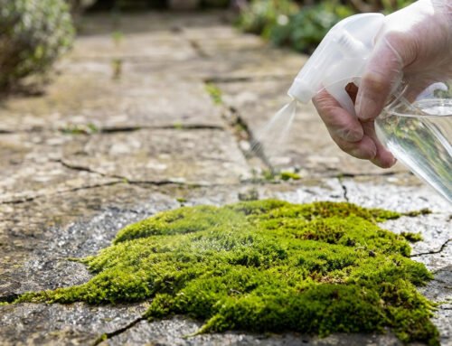 Vinaigre blanc contre la mousse sur toiture : le verdict et les risques
