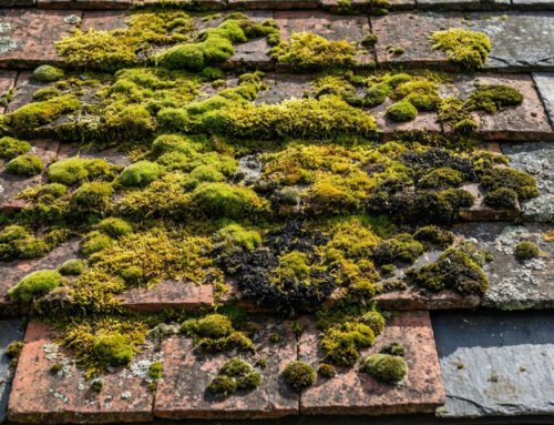 Pourquoi de la mousse se forme sur votre toiture : causes et solutions